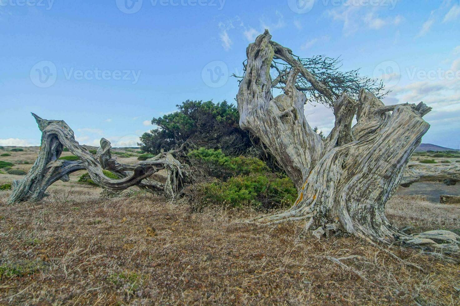 a dead tree in the middle of a field photo