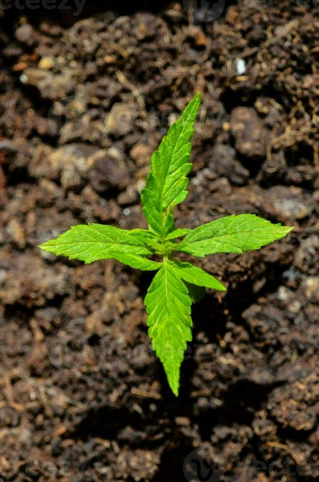 un pequeño verde planta creciente en el suciedad foto