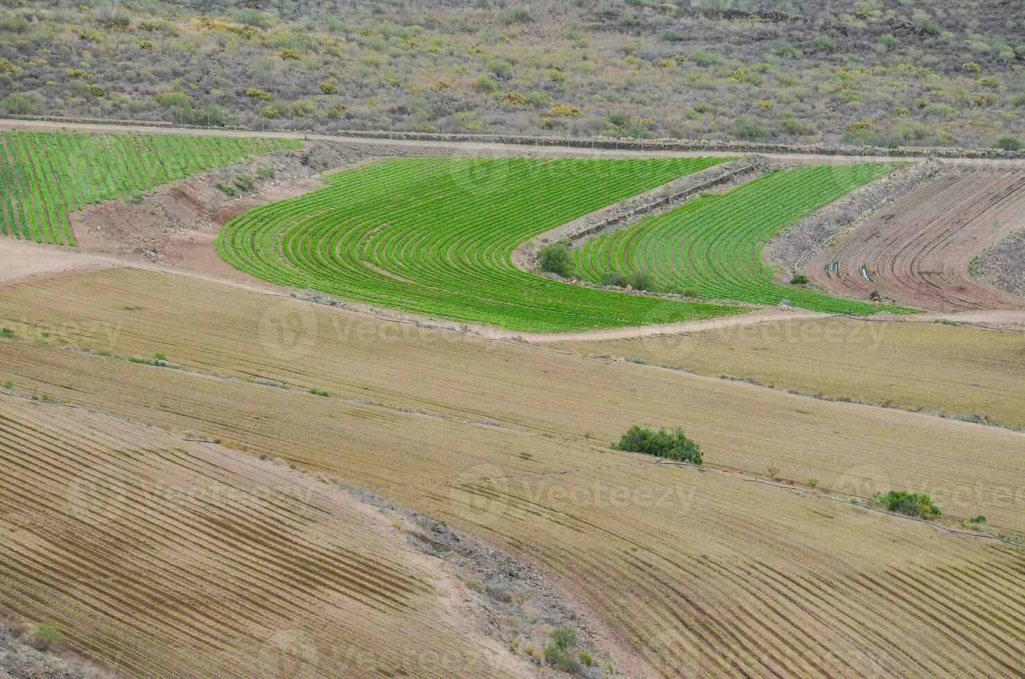 a field with green and brown crops photo