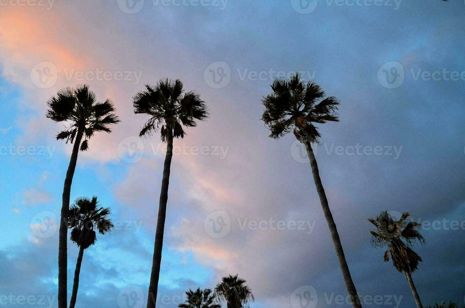 palm trees against a cloudy sky at sunset photo