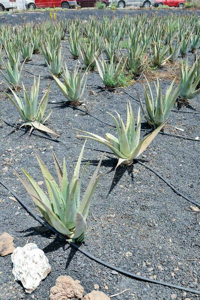 agave plants growing in a field photo