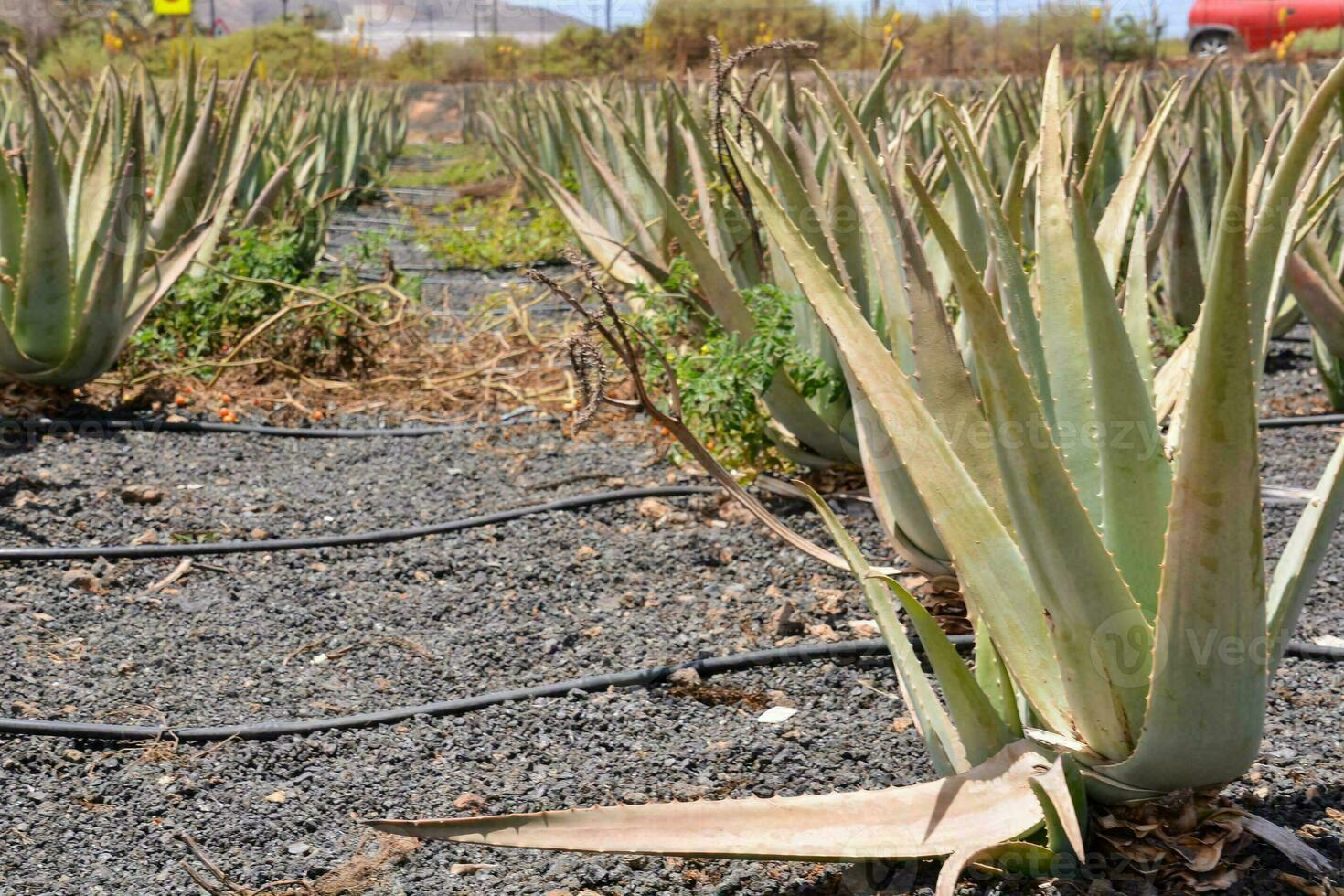 agave plants growing in a field photo