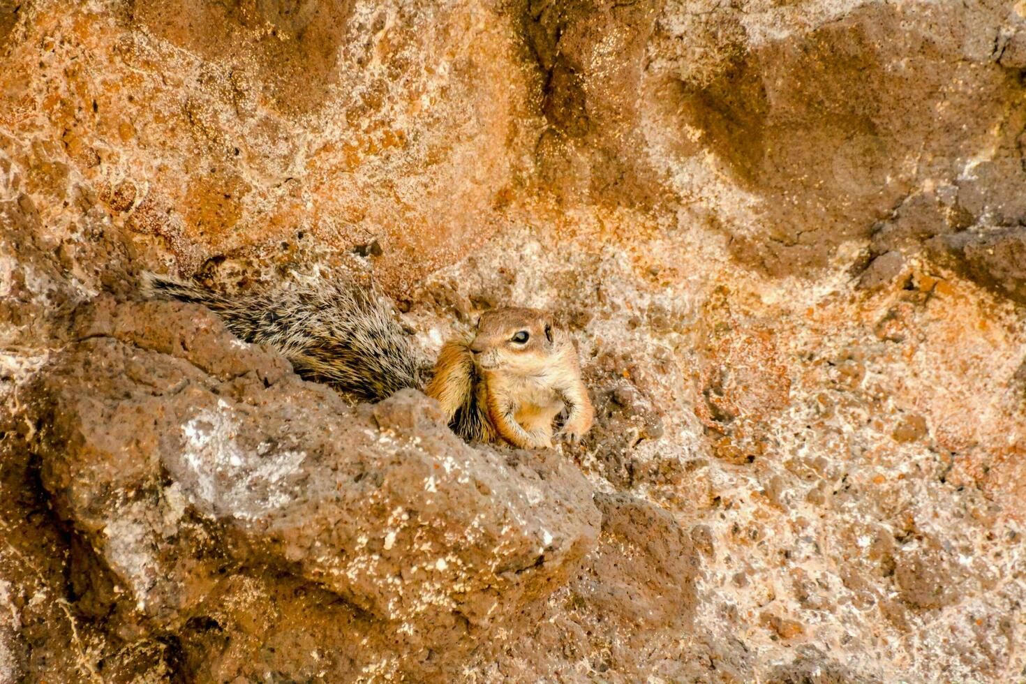 a squirrel sitting on a rock in the middle of a canyon photo
