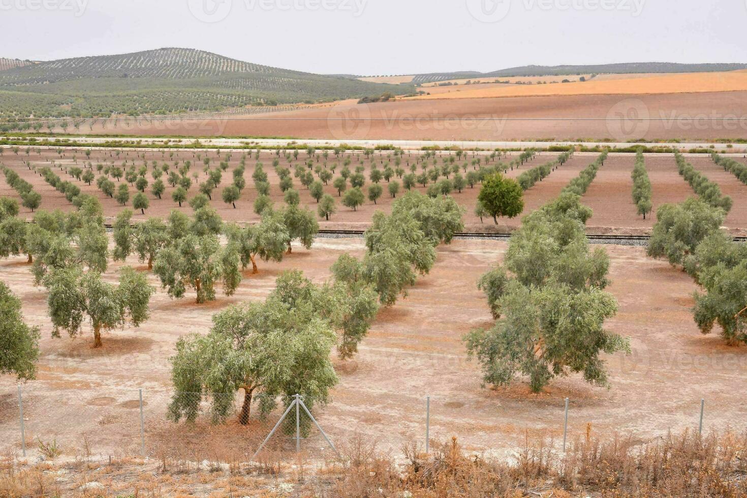 olive trees in a field photo