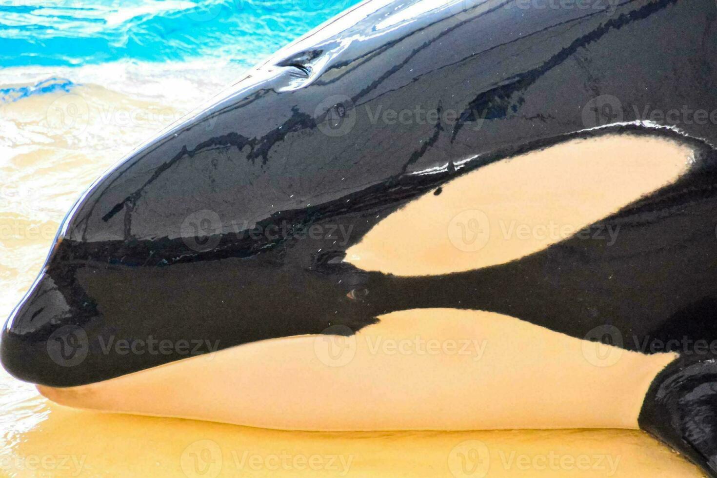 a close up of a black and white orca whale photo