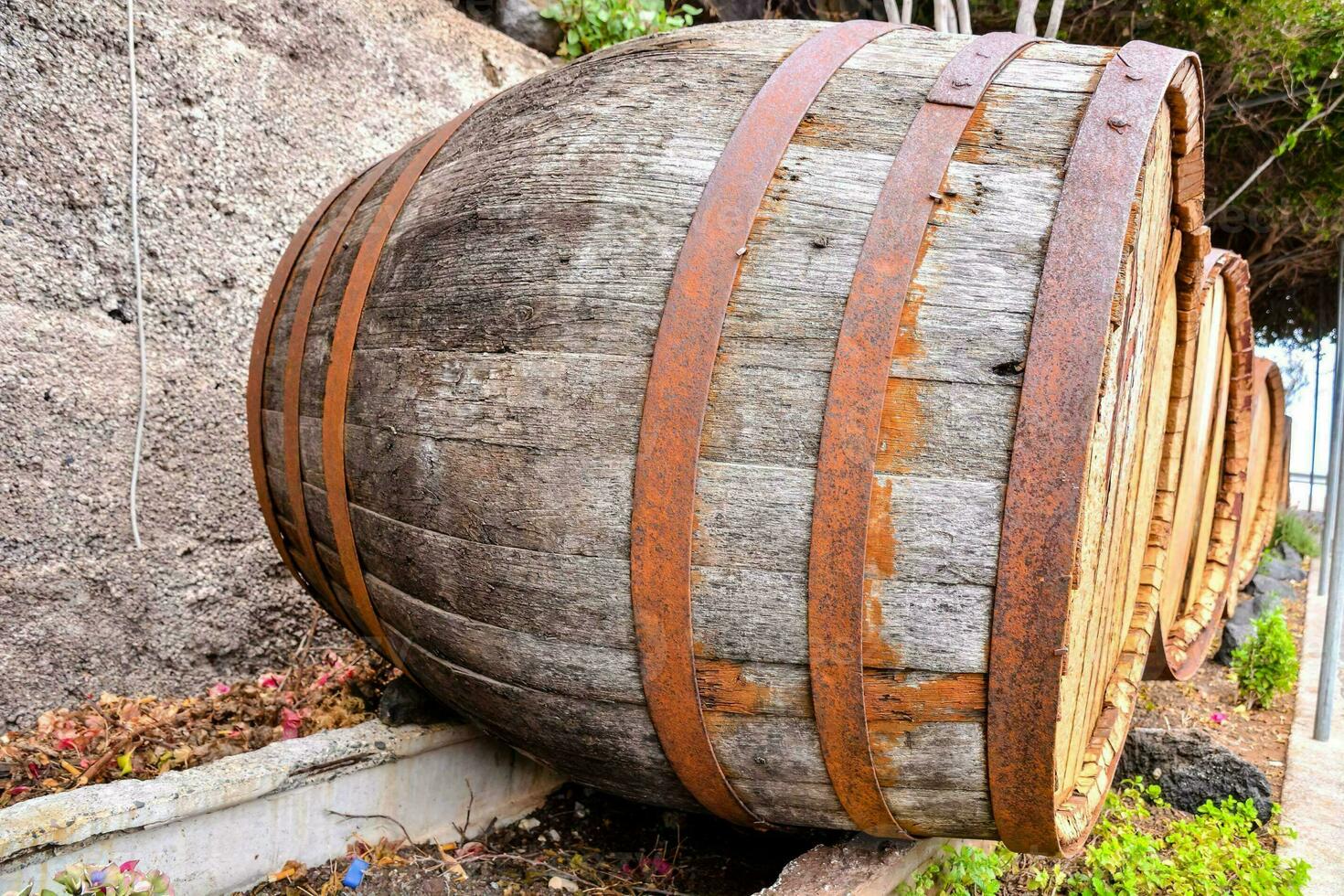 antiguo vino barriles en el viñedo foto