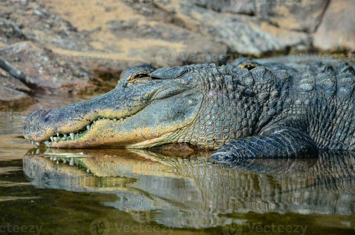 an alligator is resting in the water photo