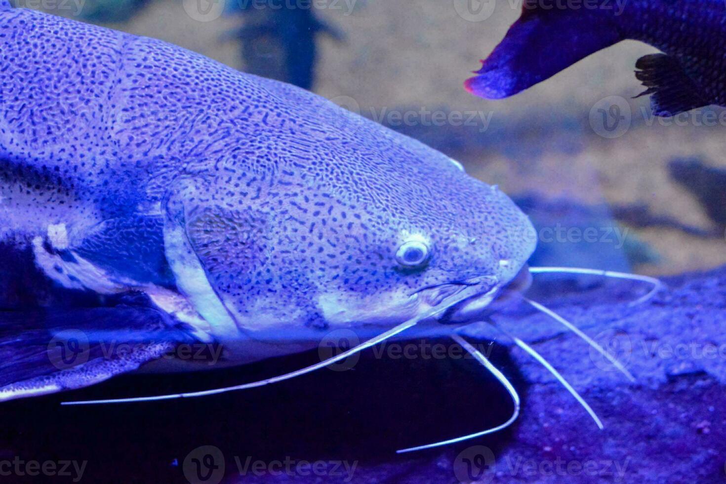 a catfish in an aquarium with another fish photo