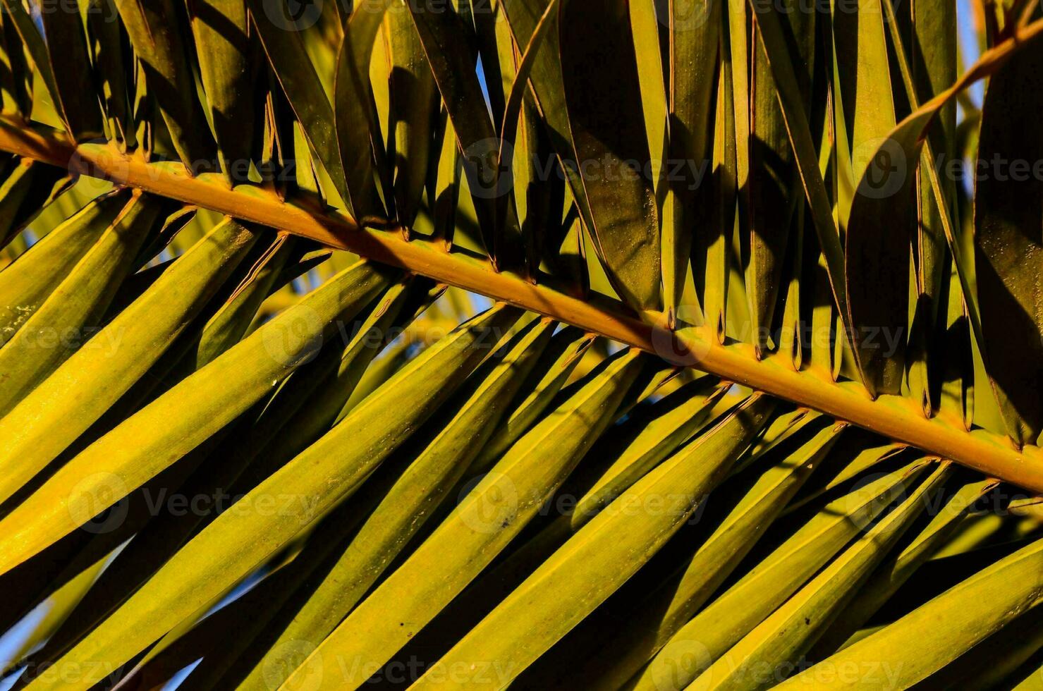 a close up of palm tree leaves photo