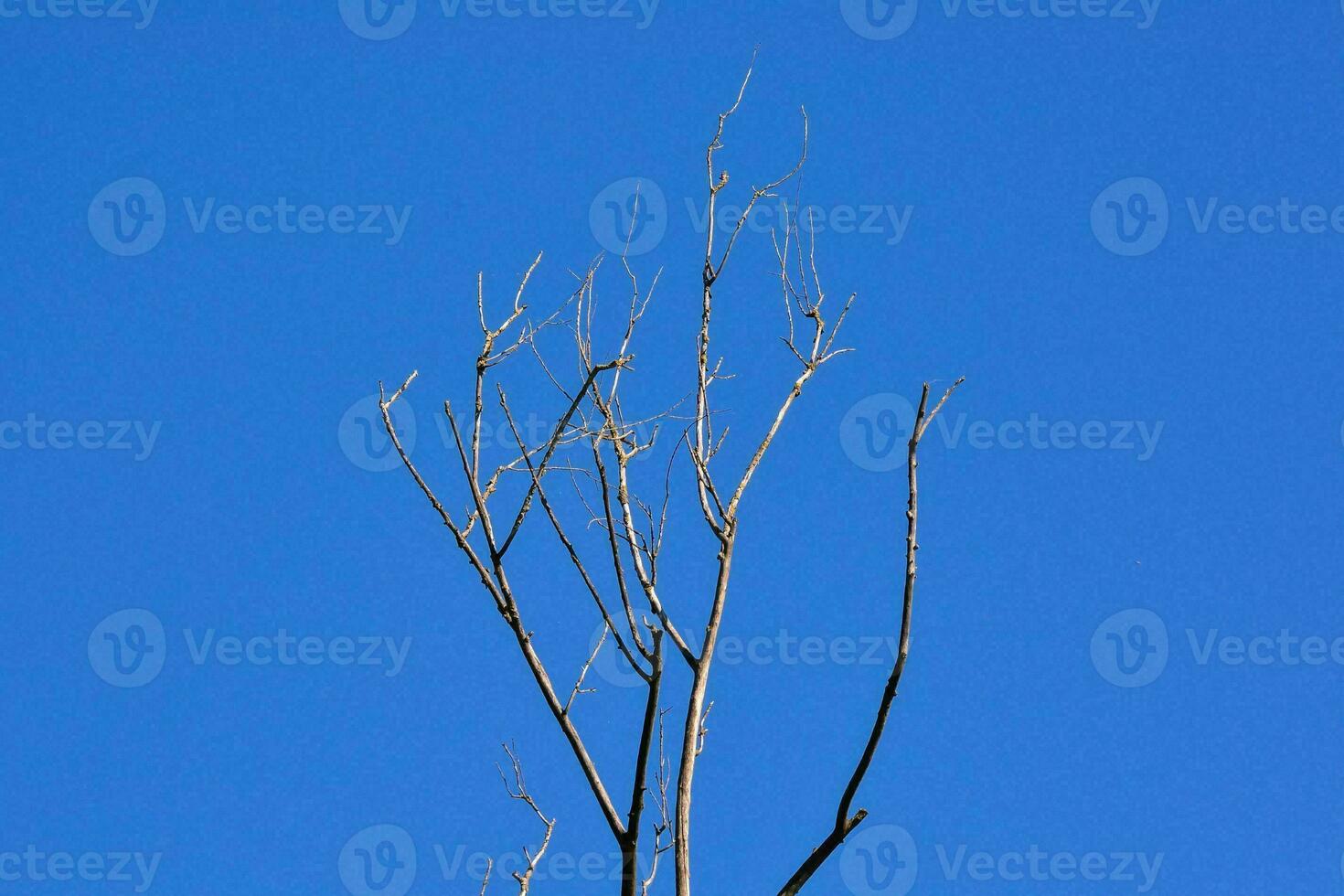 a bare tree against a blue sky photo