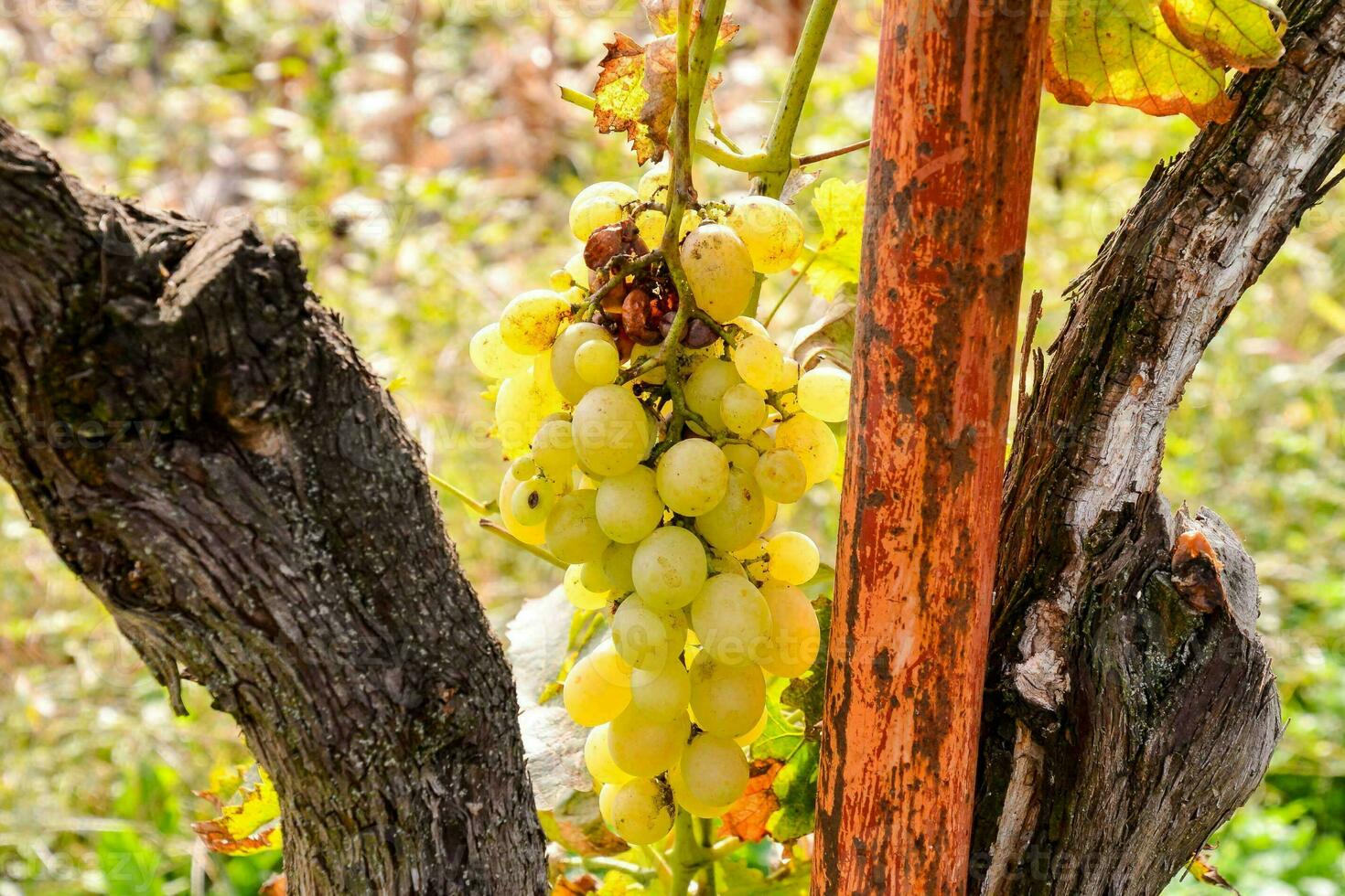 a bunch of grapes hanging from a tree photo