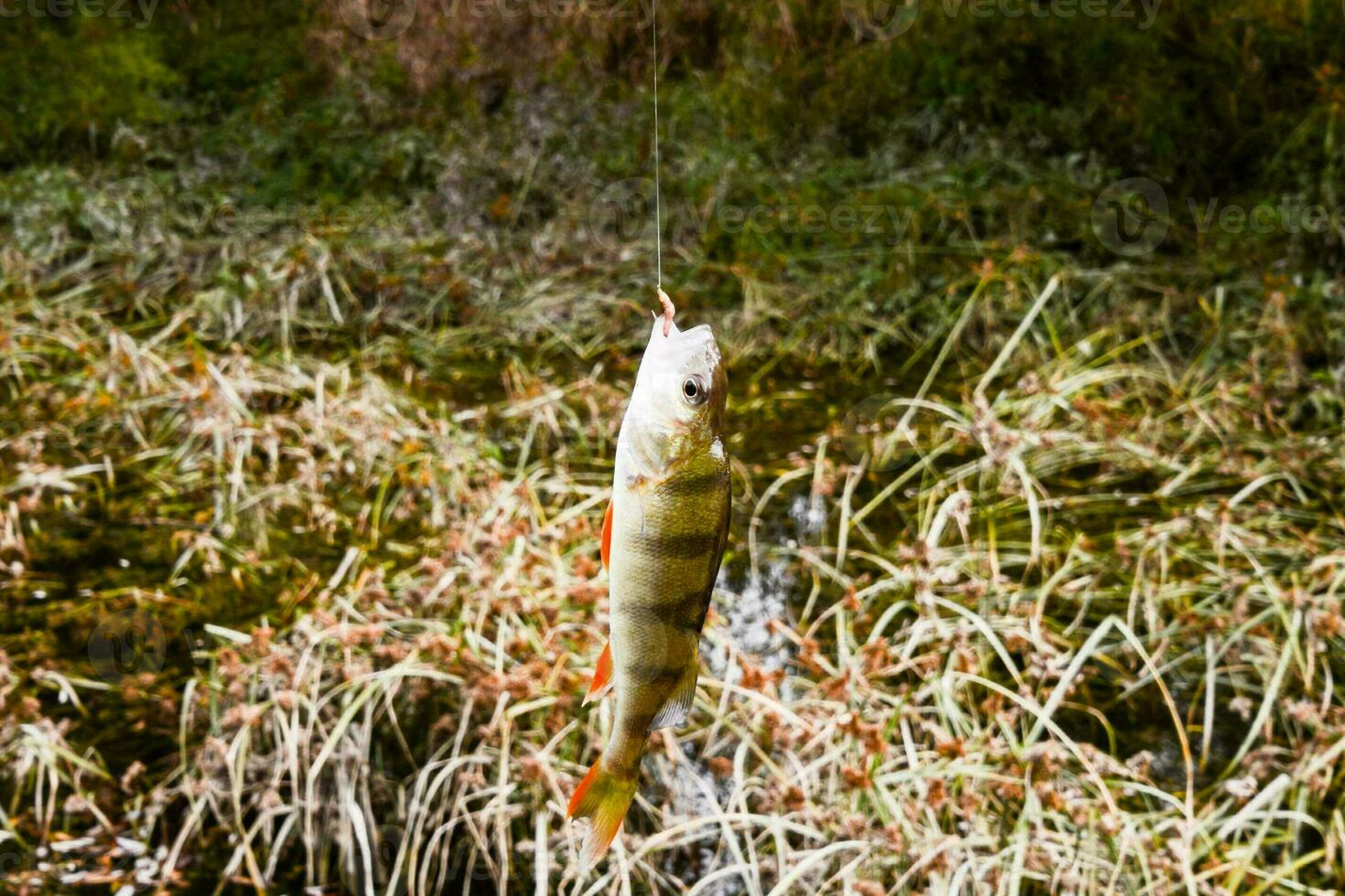 A fish catch photo