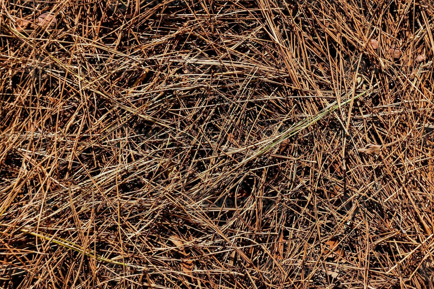 dry grass texture background photo