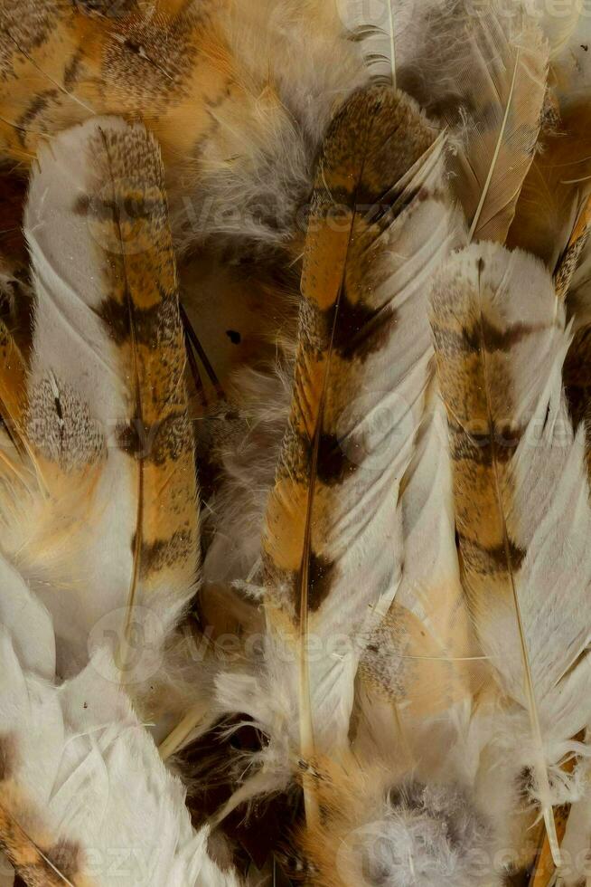 Background with feathers photo