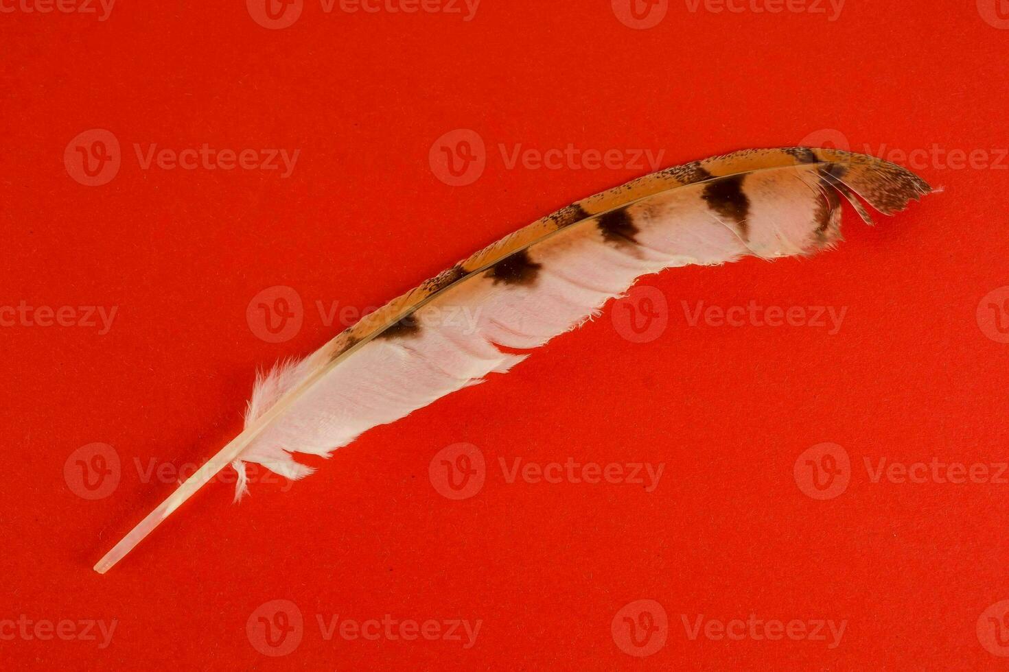 A feather on red background photo