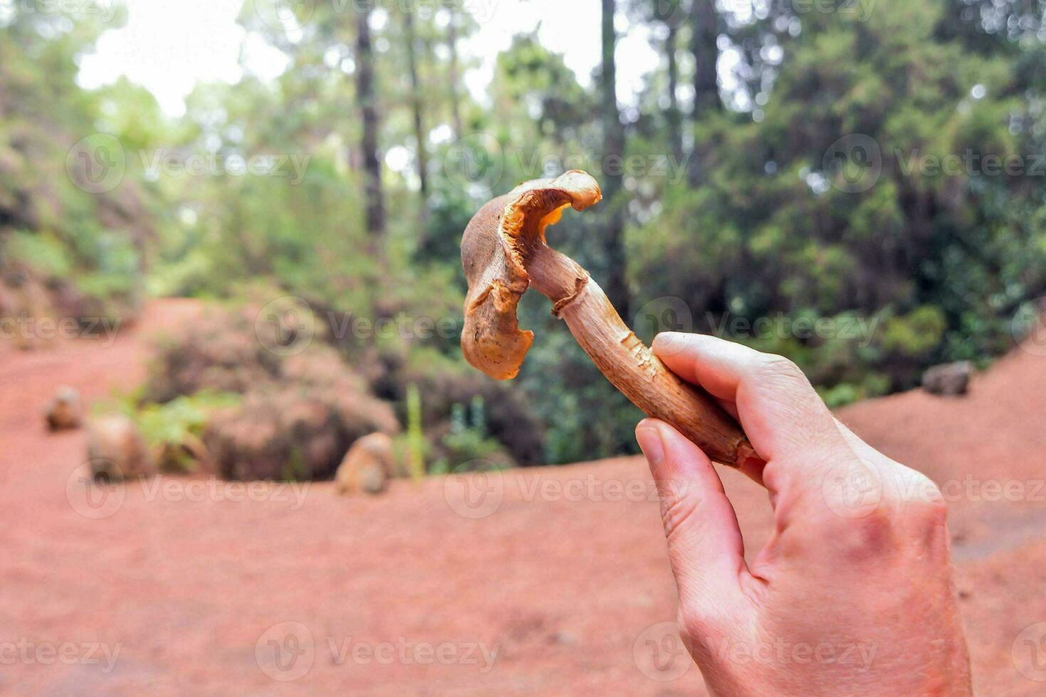 Hand holding a mushroom photo