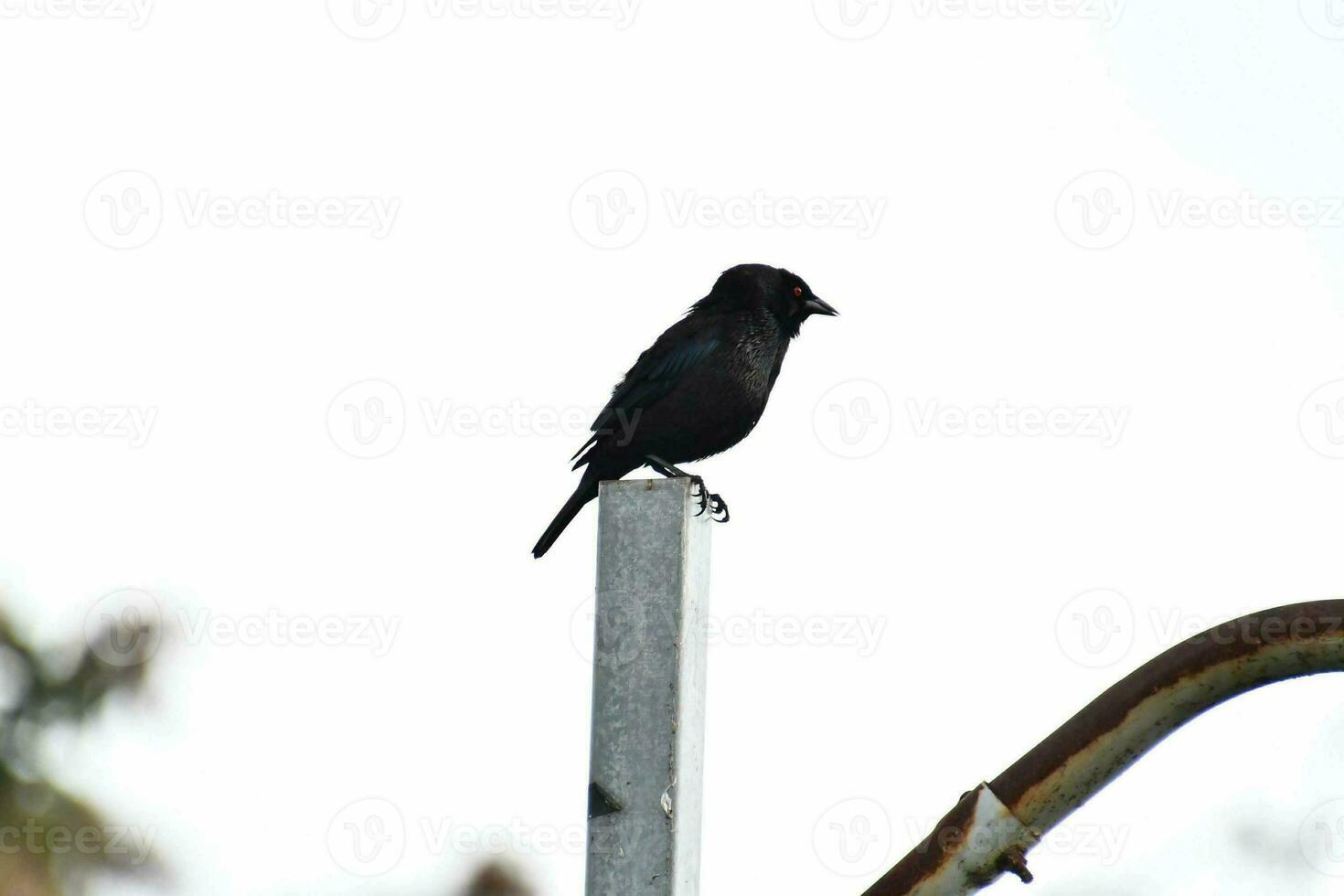 cerca arriba de un pájaro foto