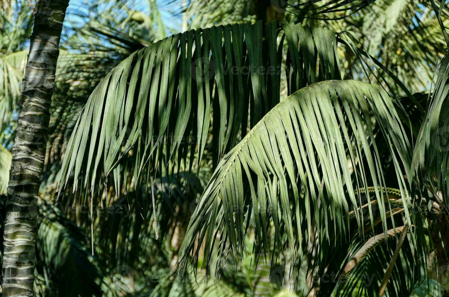Palm trees leaves photo