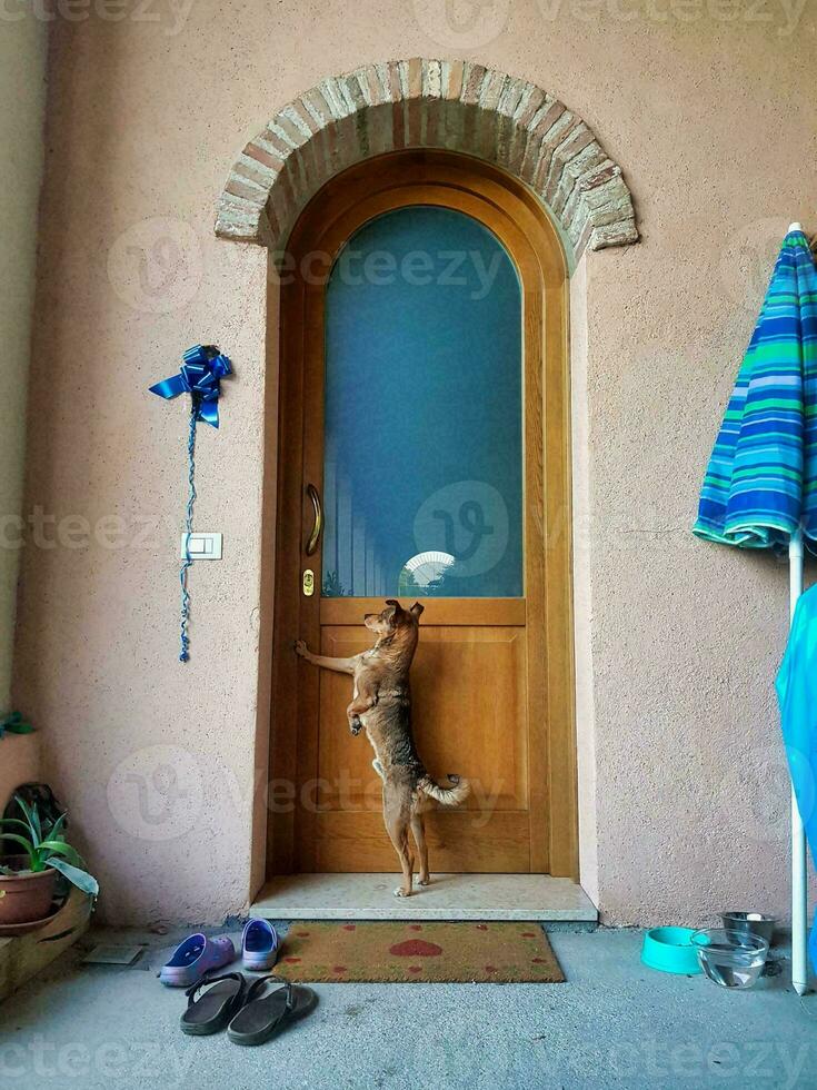 A dog at the door photo