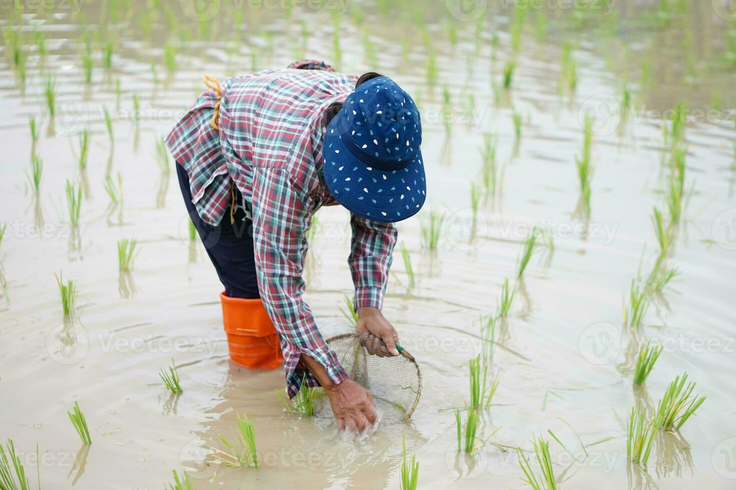 Asian woman farmer holds fishing net and creel to find freshwater algae Spirogyra sp. and fish at organic paddy field. Concept, rural agriculture lifestyle, earn living from nature. photo