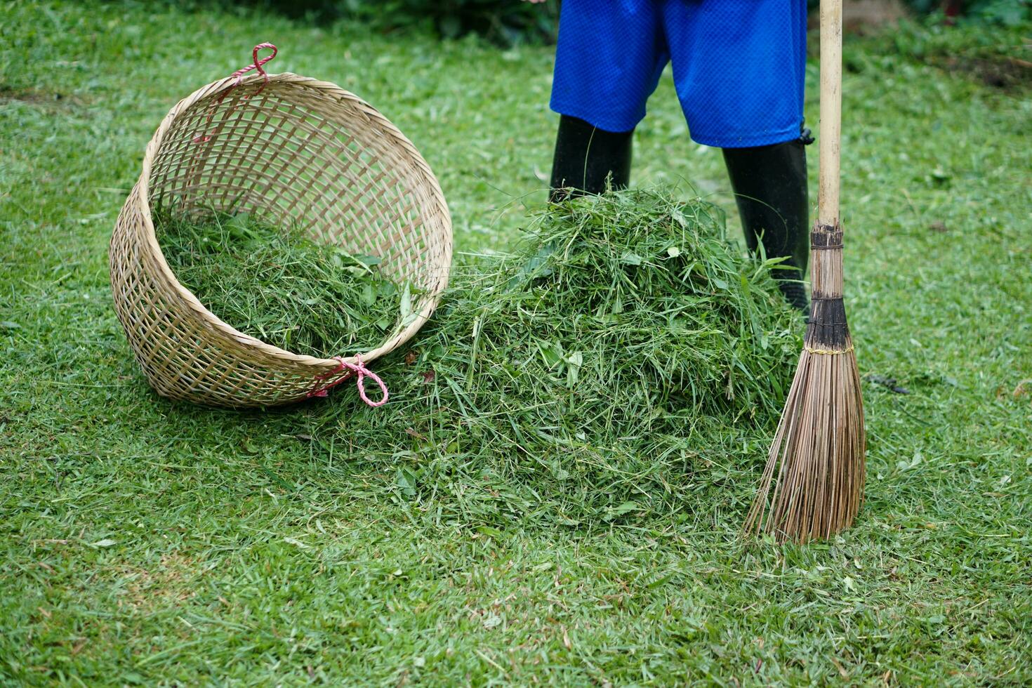 Close up man holds broom to sweep grass after mowing and put into basket. Concept, get rid of grass around house and community for safety from harzadouse insects or poison animals. photo