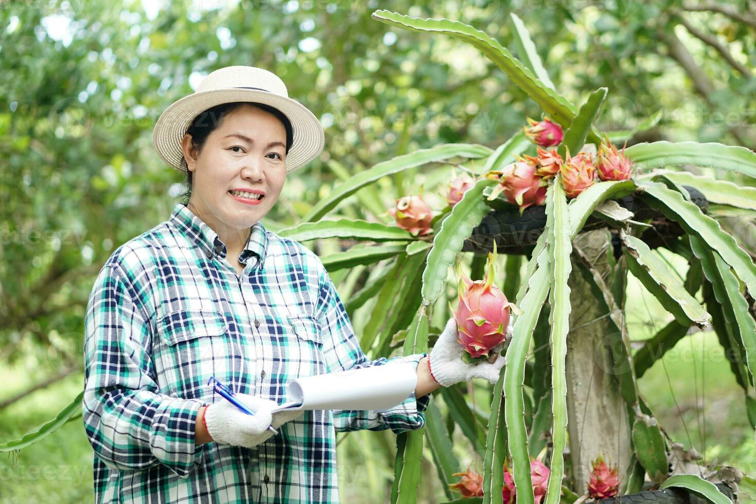 asiático mujer jardinero es inspeccionando crecimiento y plantas enfermedades en continuar frutas jardín. concepto, agricultura estudiar o investigación a resolver o desarrollar cultivos a ser alto calidad foto
