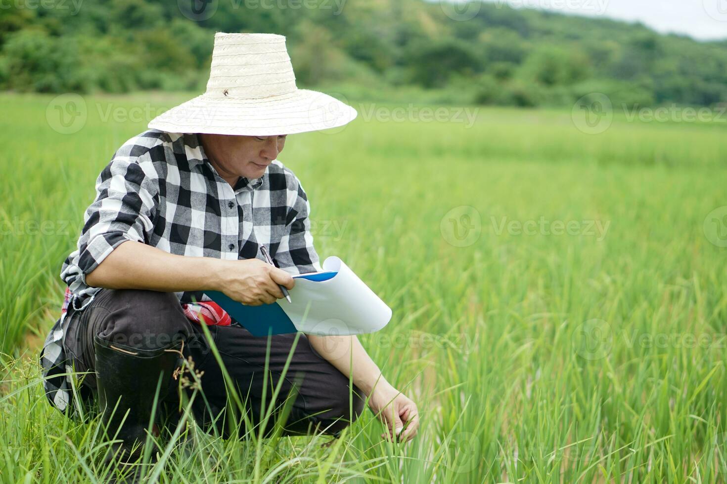 Asian man farmer inspects growth and diseases of plants at paddy field, wears hat, plaid shirt, holds paper clipboard. Concept, agriculture study or research to solve problems or develope crops. photo