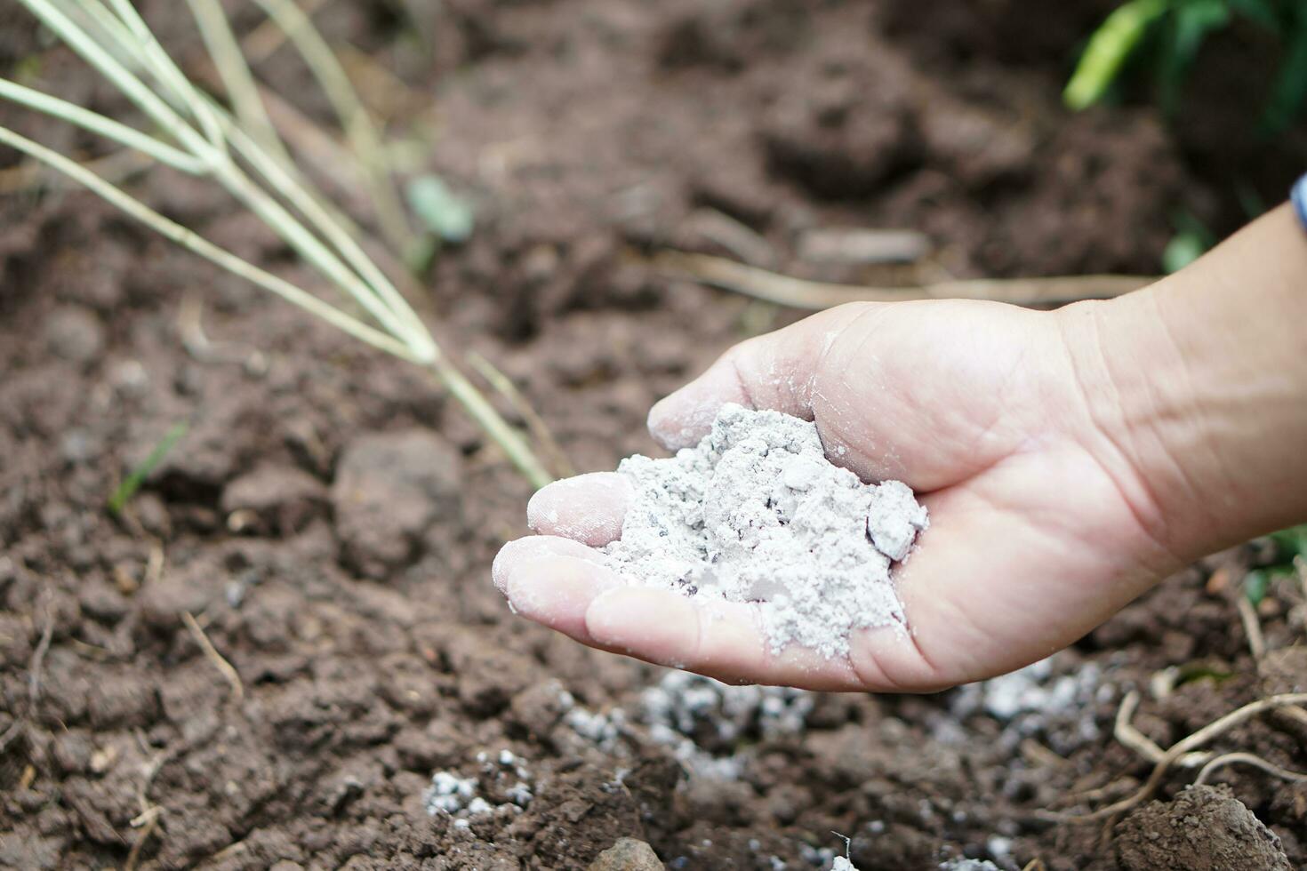 Close up gardener  hand hold ashes powder to fertilize plant in garden. Concept, organic gardening. Ashes can get rid of insects, pests of plants, improve soil. photo