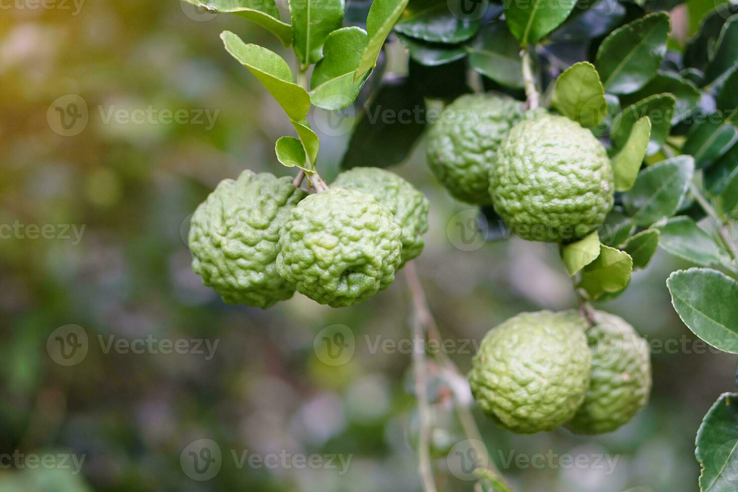 Bergamot or kaffir lime fruits on branch in garden. Concept, herbal fruits with sour taste, can be cooked as food seasoning and use for spa , aromatherapy. Hair treatment photo