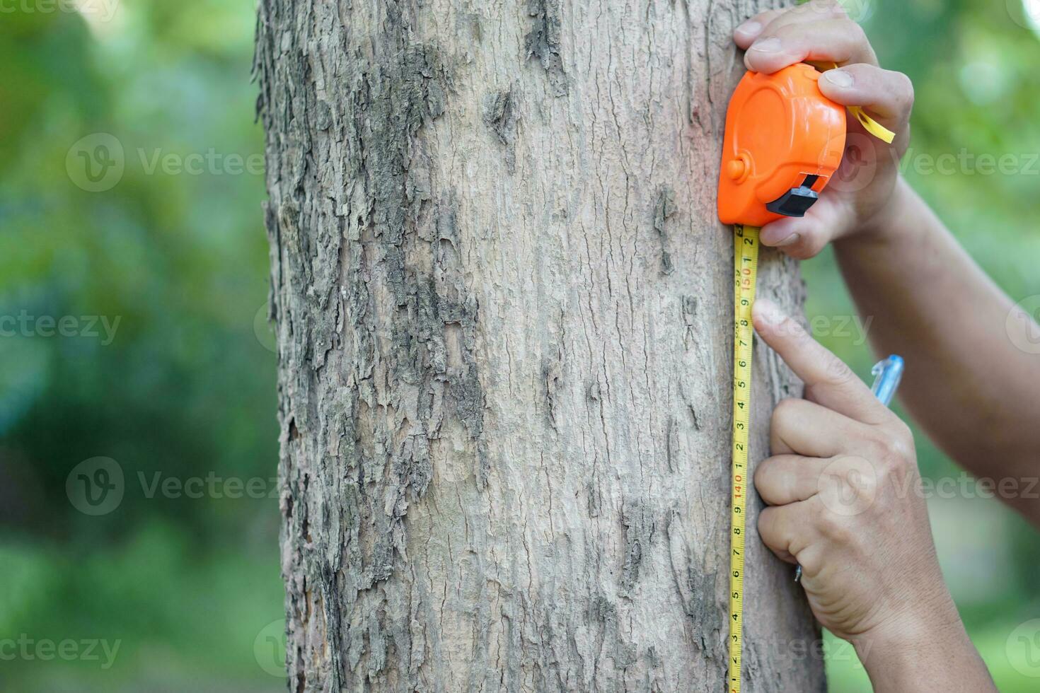 Close up hands hold measuring tape to measure trunk of tree to analysis and research about growth of tree. Concept, forest valuation. Conservation of environment. photo