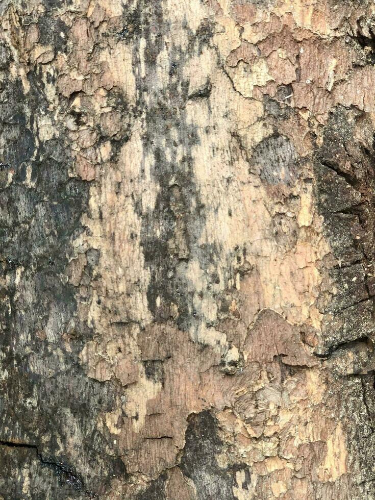 a close up of a tree with some paint on it photo