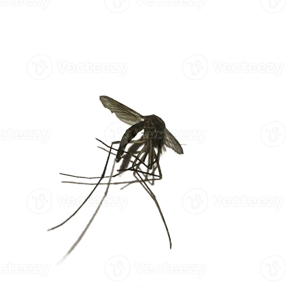 isolate image  black mosquito isolated on white background photo