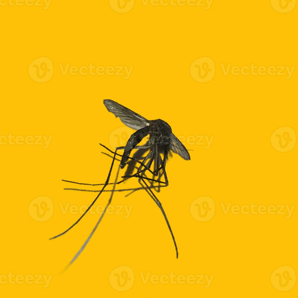 isolate image  mosquito isolated on a yellow background photo