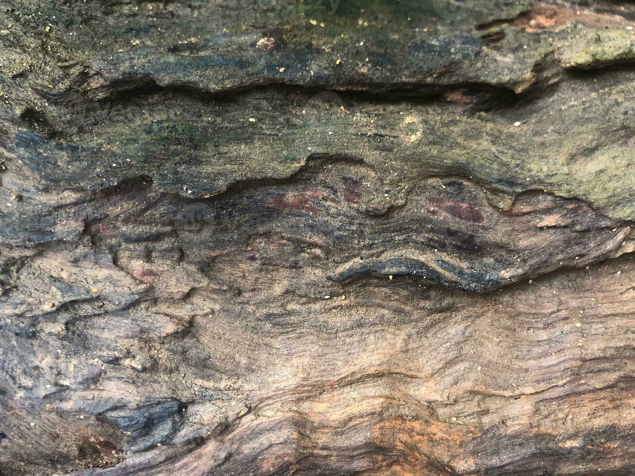 a close up of a tree with some paint on it photo