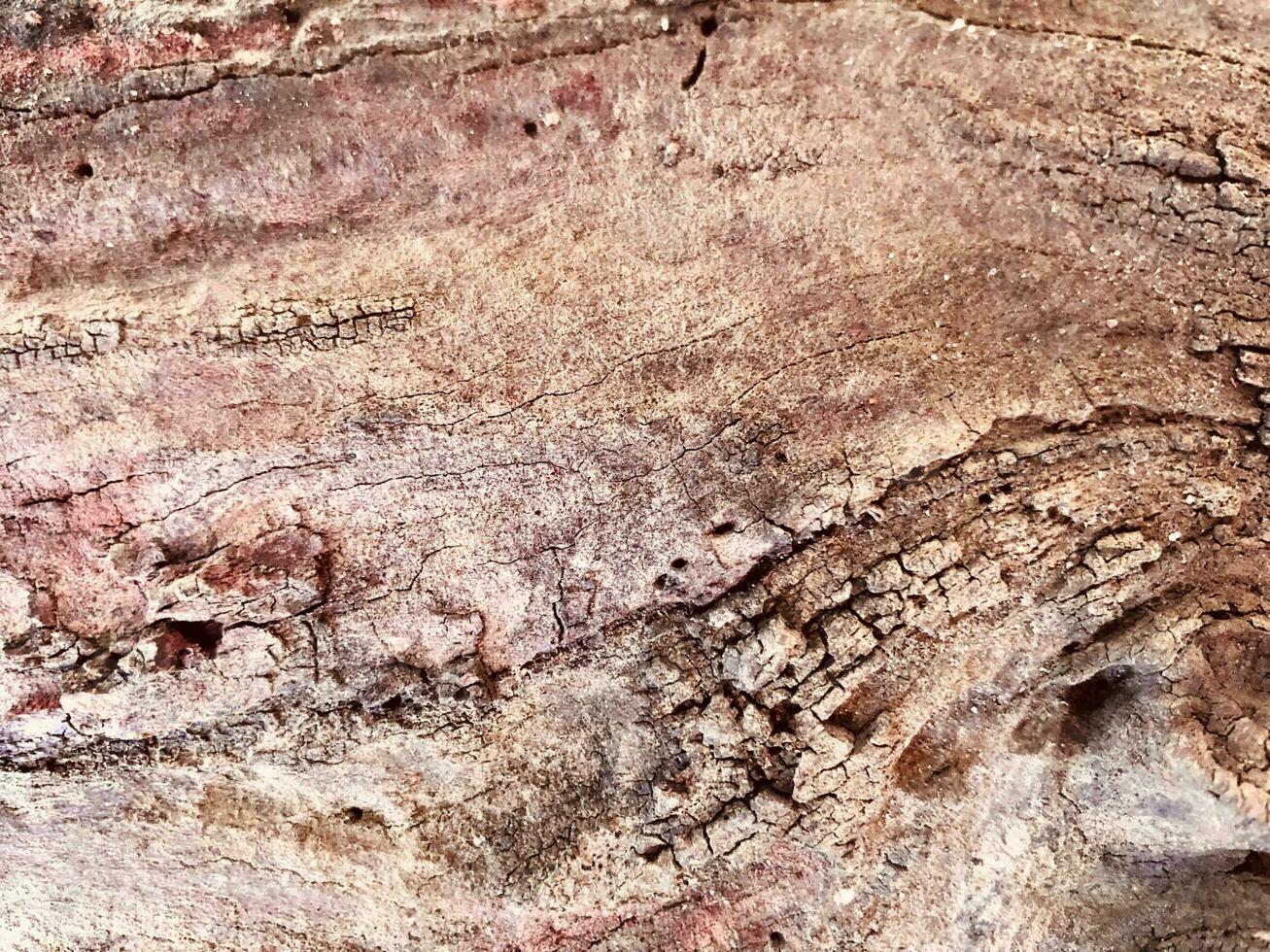 a close up of a tree with some paint on it photo