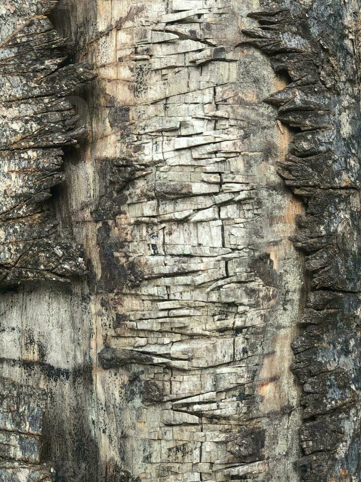 a close up of a tree with some paint on it photo