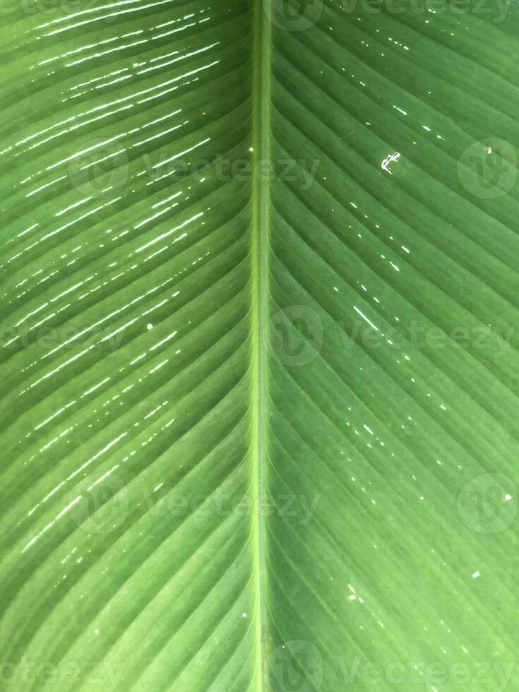 a close up of a green leaf with water droplets on it photo