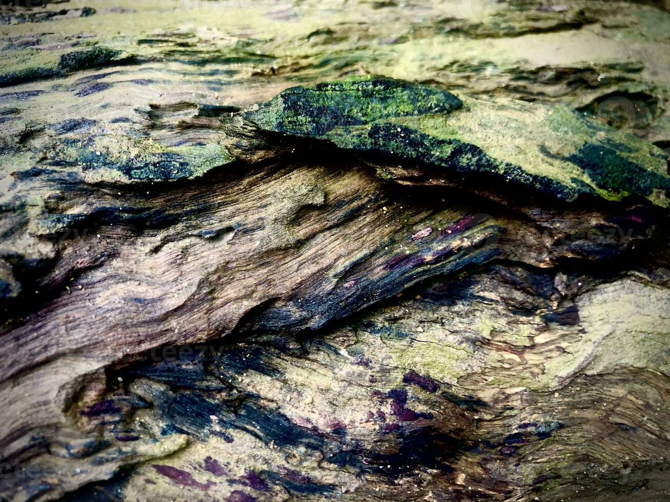 a close up of a tree with some paint on it photo