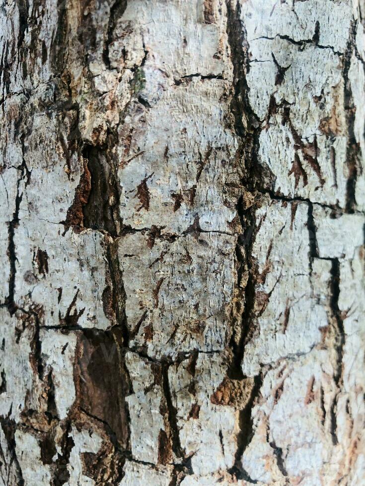 a close up of a tree with some paint on it photo