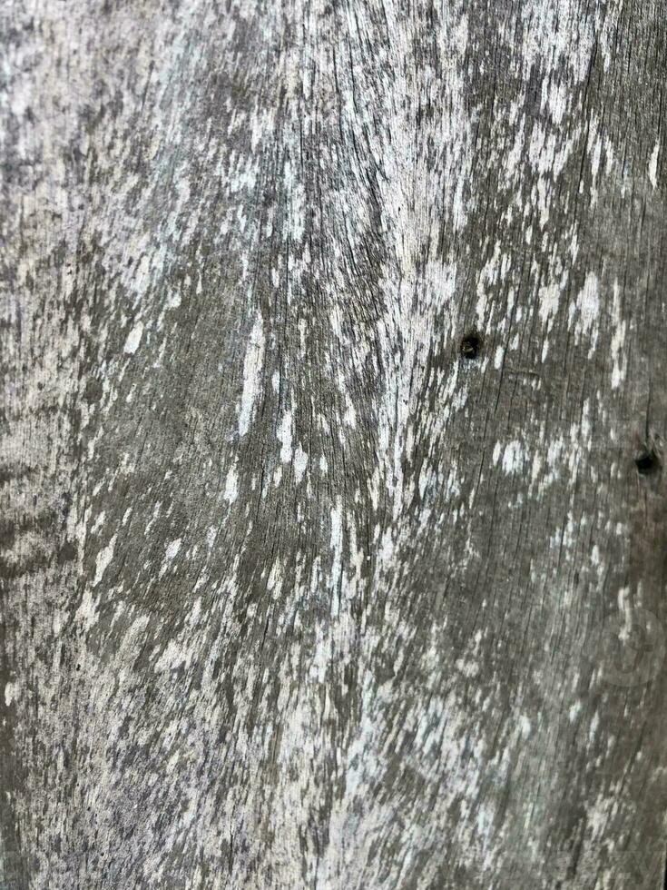 a close up of a tree with some paint on it photo