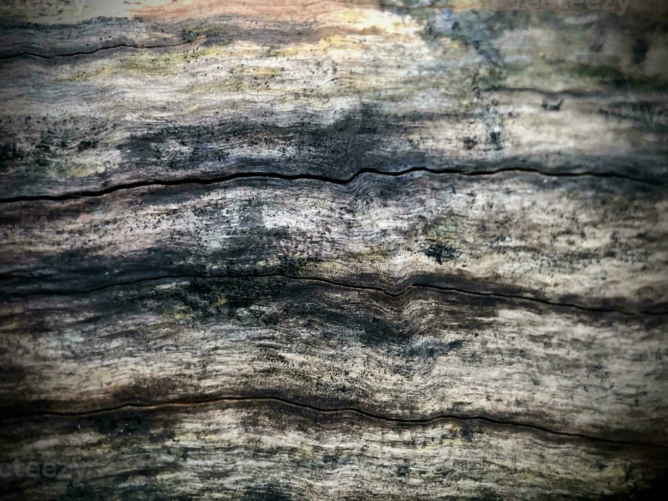 a close up of a tree with some paint on it photo