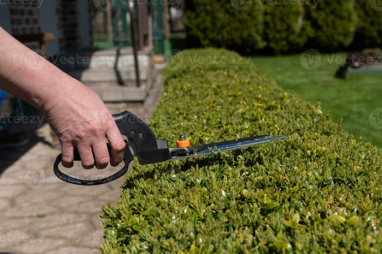 Use garden shears to cut green bushes in the garden on the plot during the day in summer photo