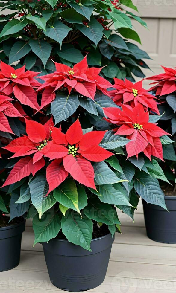 foto de Navidad flor de pascua planta en floración. ai generado