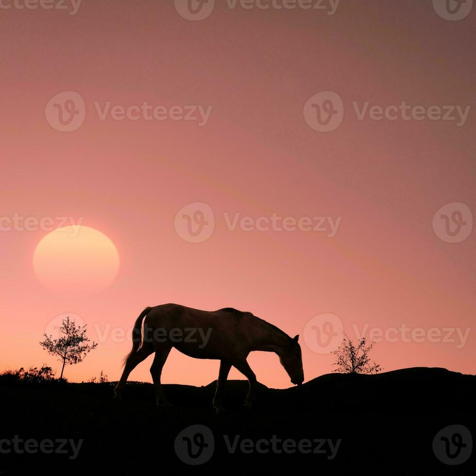 horse silhouette in the countryside and beautiful sunset background photo