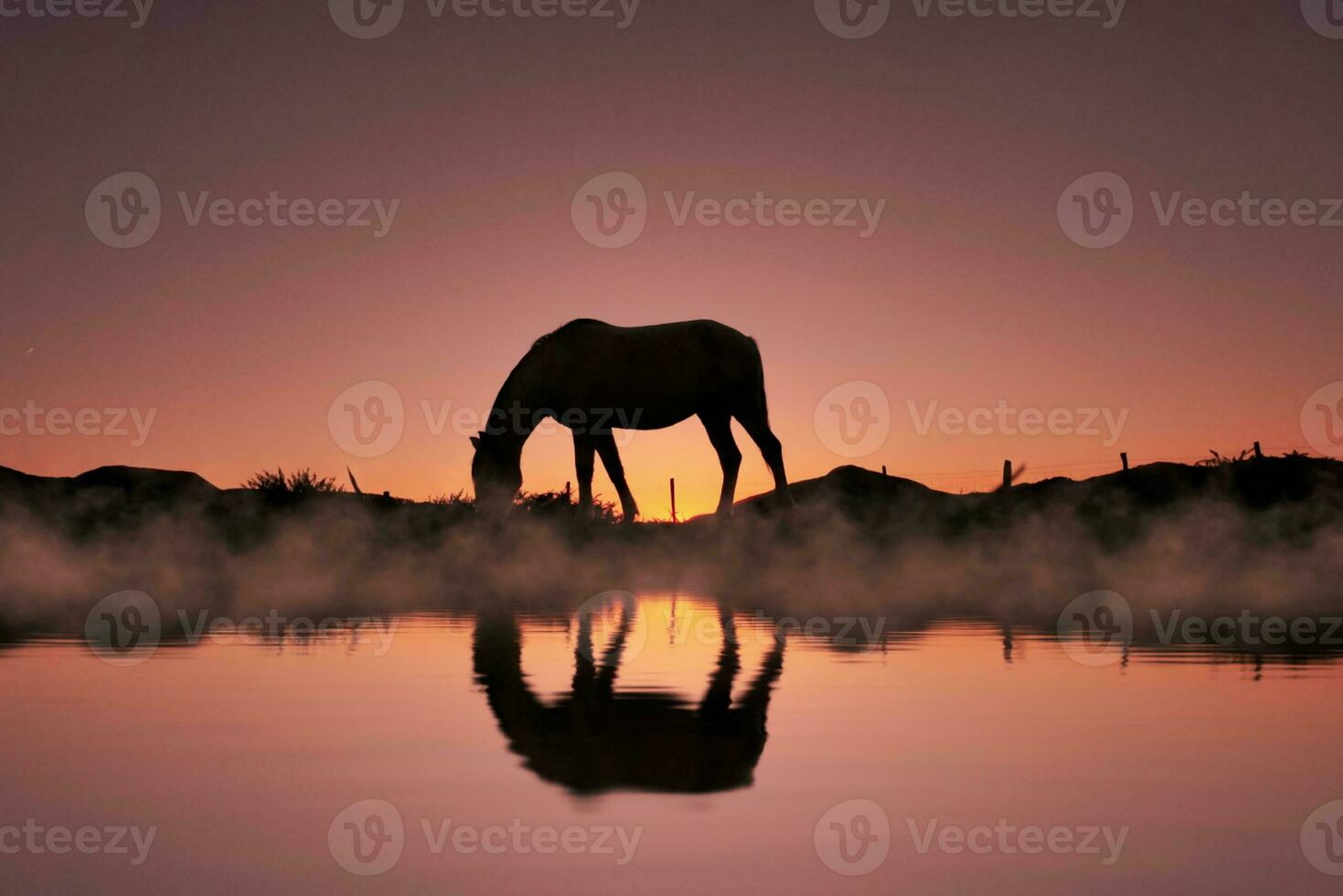 horse silhouette in the countryside and beautiful sunset background photo