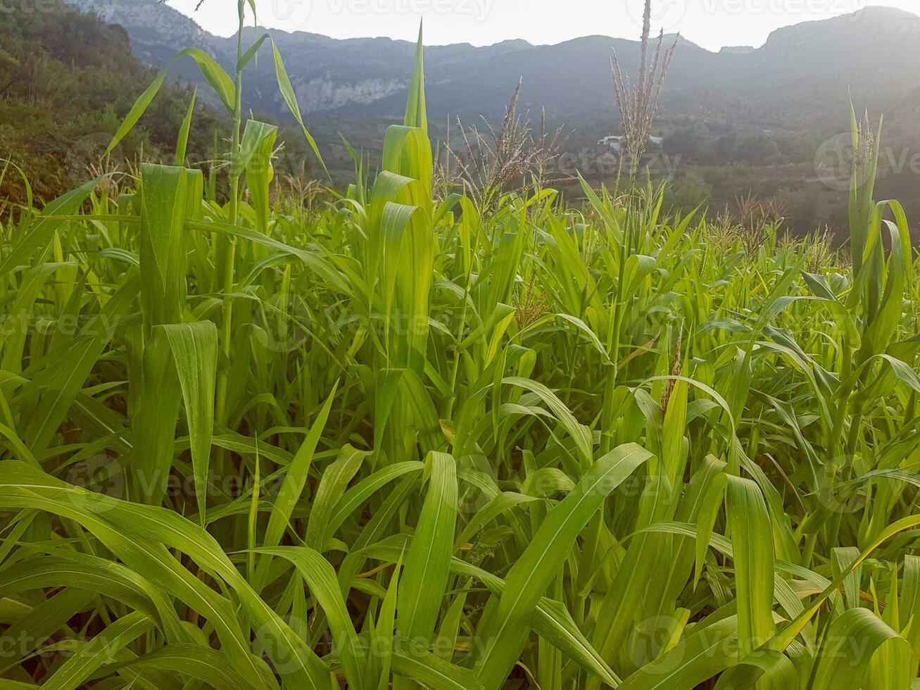 Great millet field close up photo