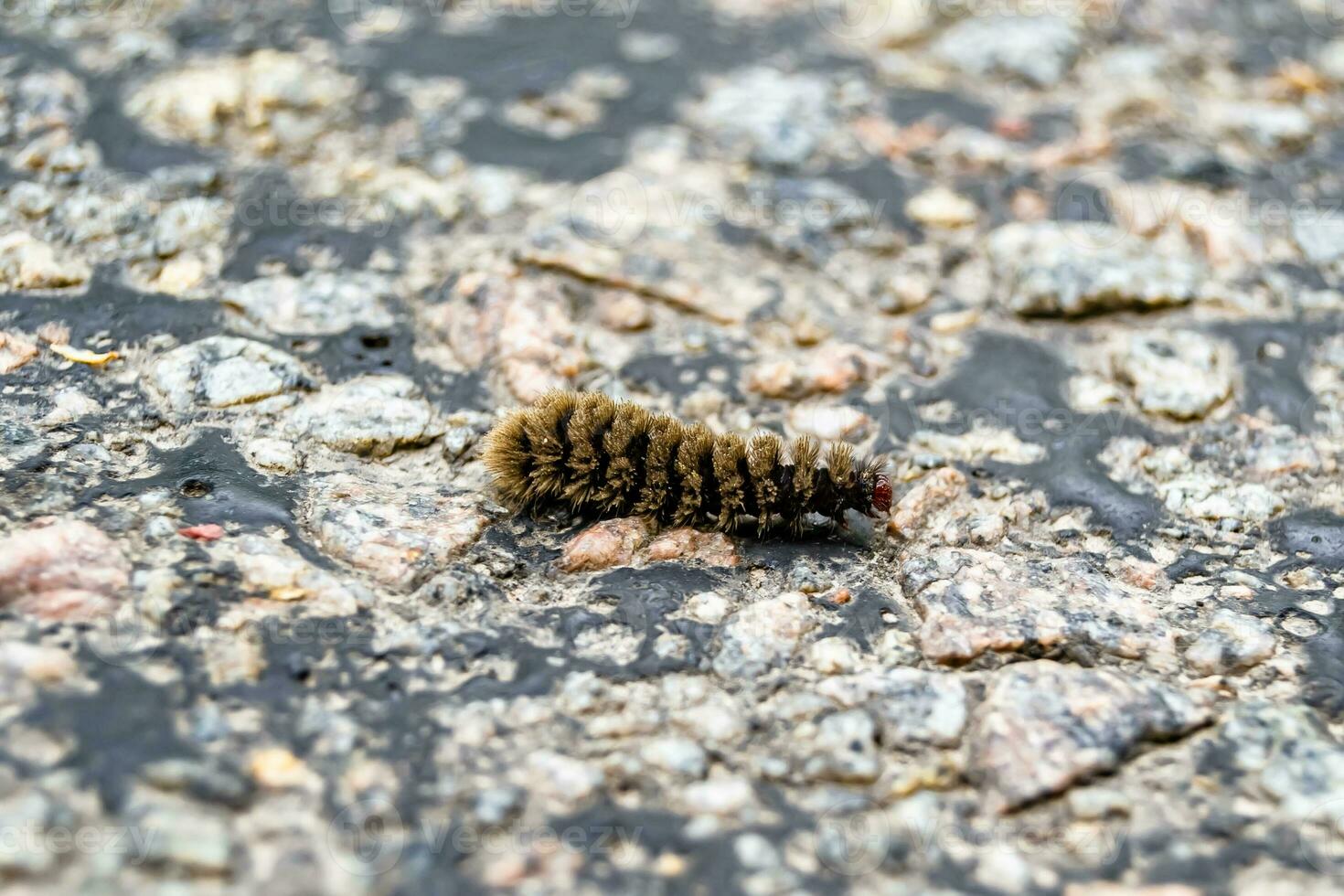 Photography on theme beautiful hairy caterpillar in hurry to turn into butterfly photo