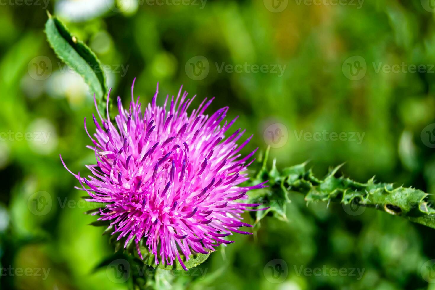 Beautiful growing flower root burdock thistle on background meadow photo