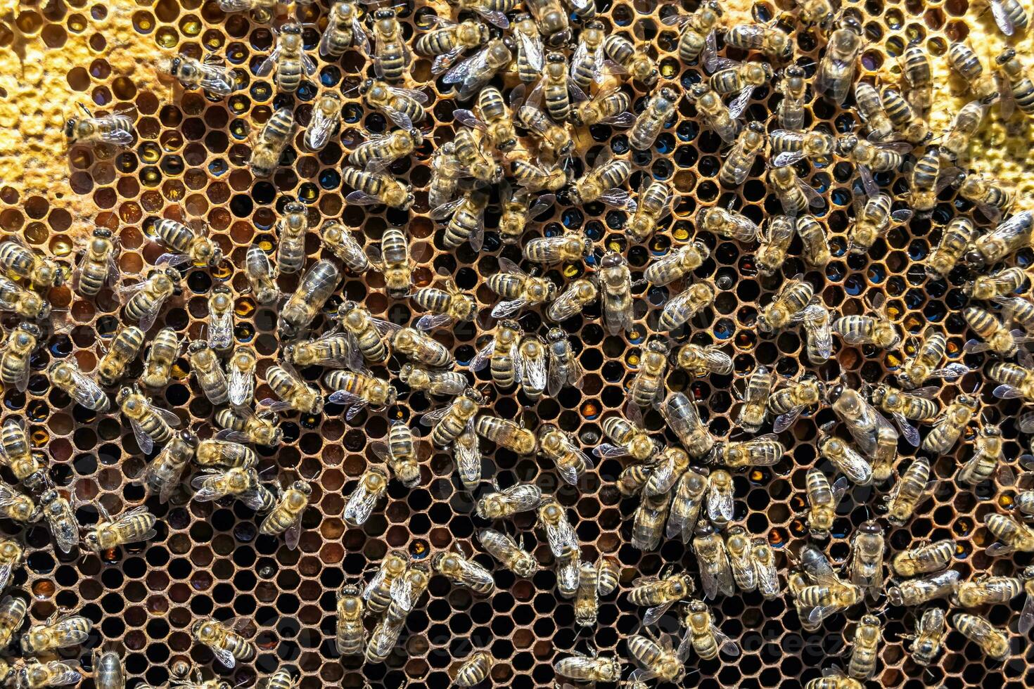 Abstract hexagon structure is honeycomb from bee hive filled photo