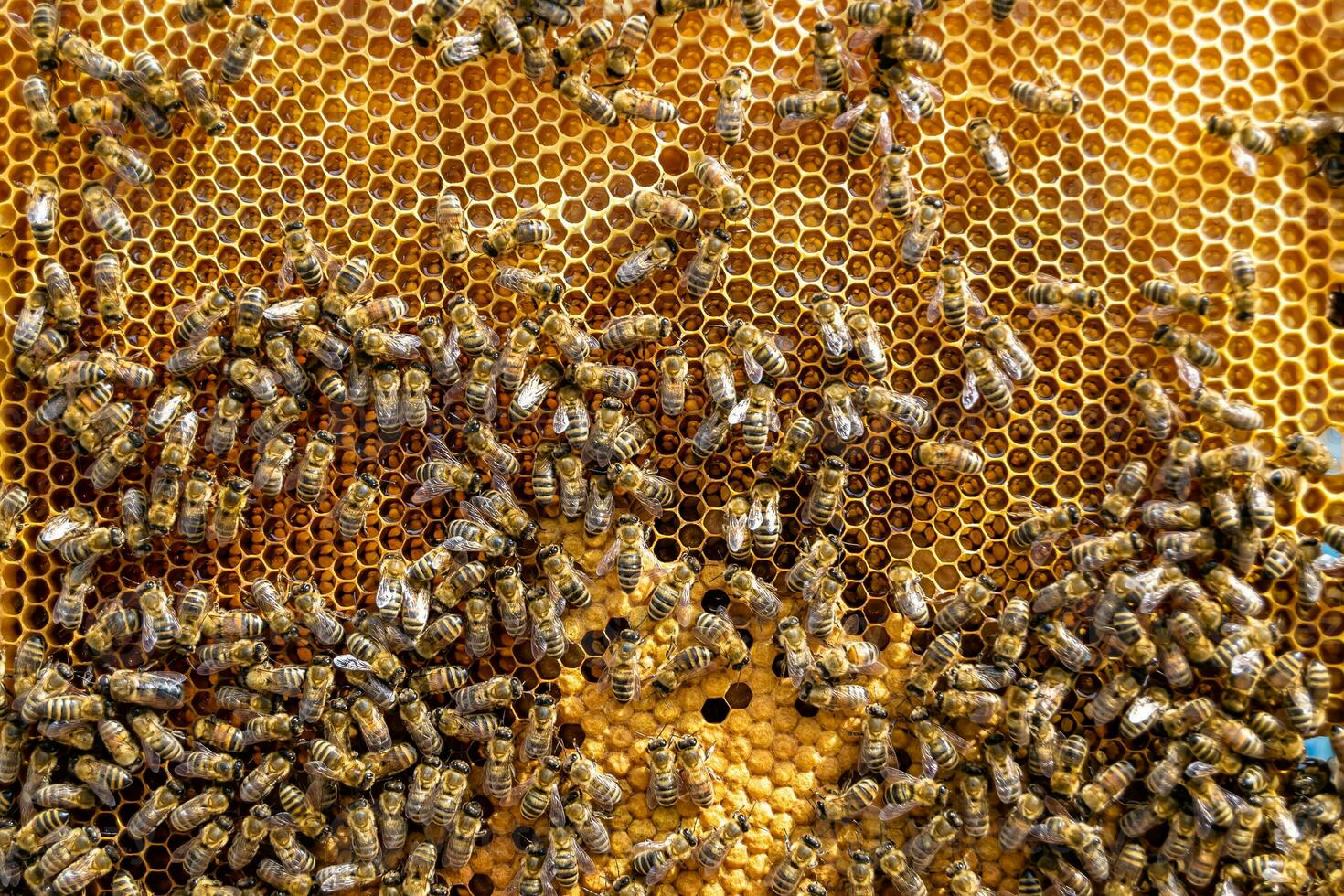 Abstract hexagon structure is honeycomb from bee hive filled photo